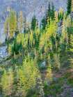 Washington State-North Cascades-Larch and Fir Trees Art Print